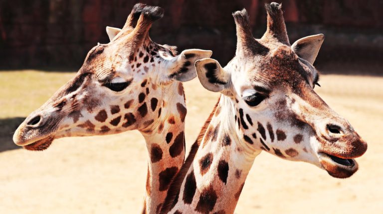 Pourquoi offrir Sophie la girafe en cadeau à un bébé ?